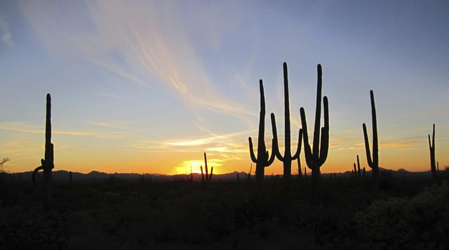 Saguaro cactus silhouettes against a desert sunset