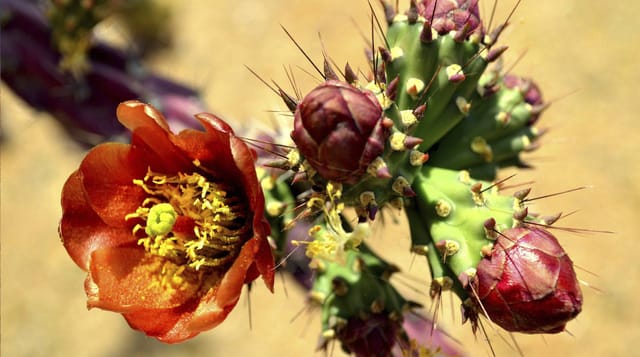 Close-up of a cholla cactus in orange bloom