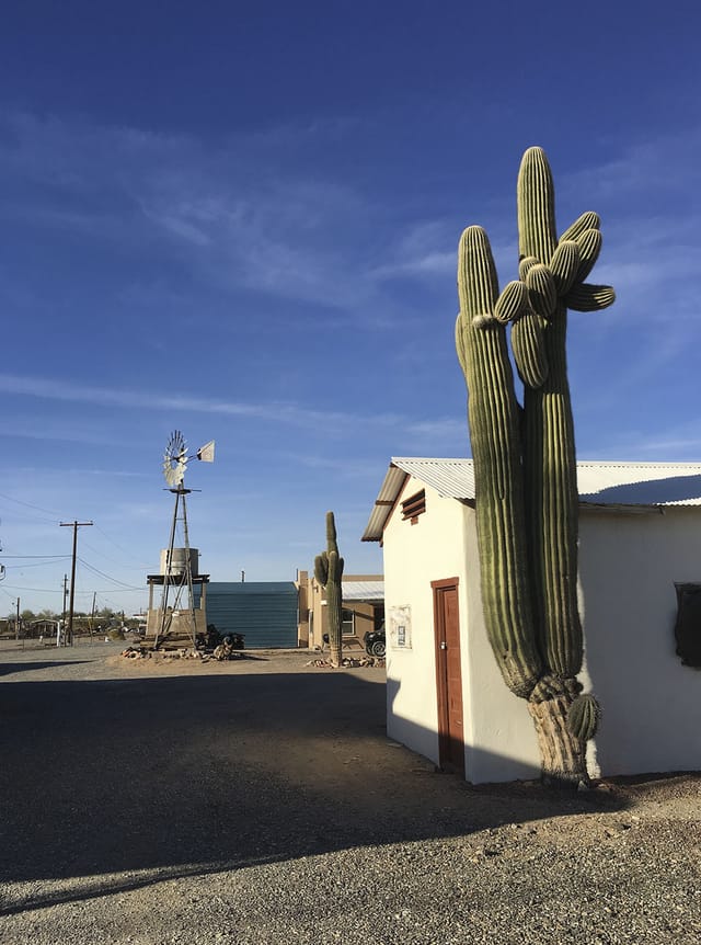 Tall saguaro cactus beside park buildings and an old windmill