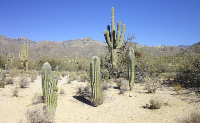 Saguaro and barrel cacti in the Sonoran Desert below the mountains